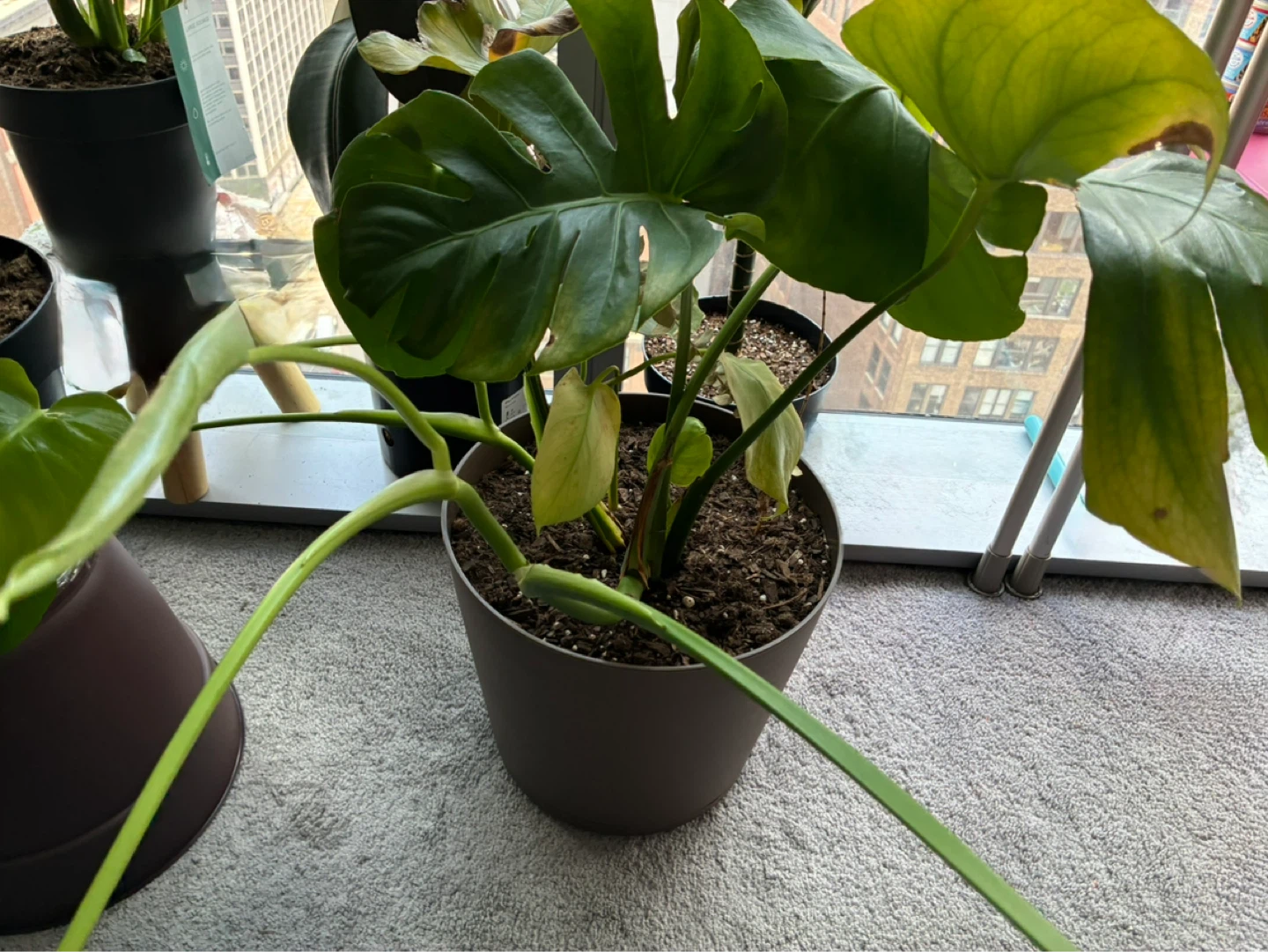 Assorted Potted Houseplants Monstera Pothos Money Fig Aloe Snake - photo 5