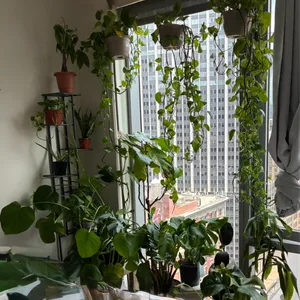 Assorted Potted Houseplants Monstera Pothos Money Fig Aloe Snake
