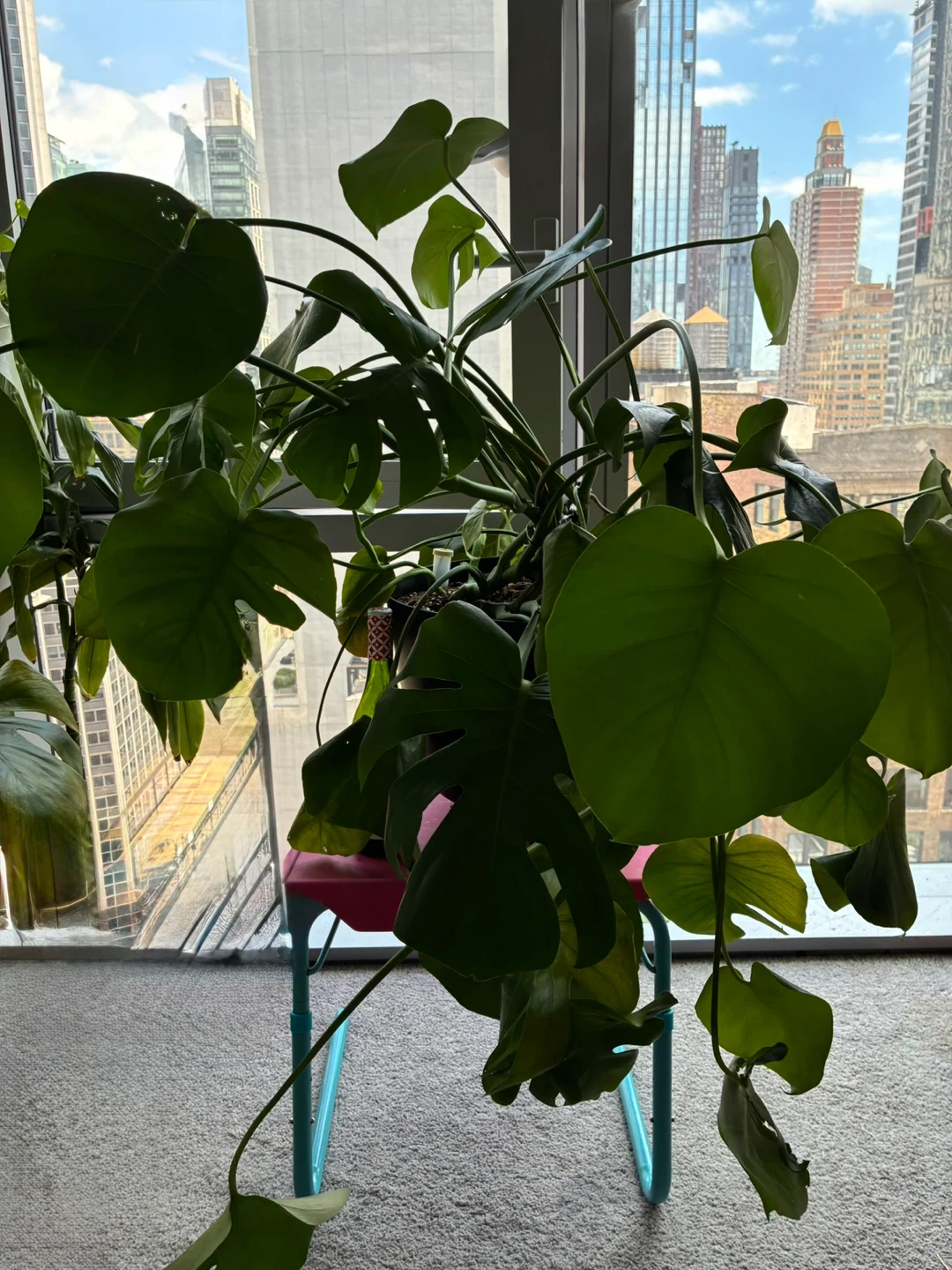 Assorted Potted Houseplants Monstera Pothos Money Fig Aloe Snake - photo 3