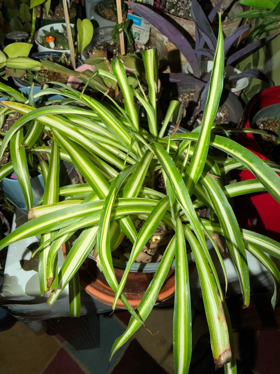 Chlorophytum comosum 'Vittatum' Spider Plant