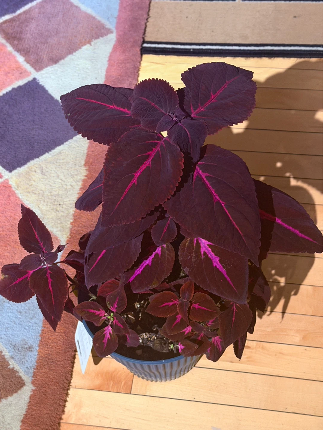 Dark Purple Coleus Plant