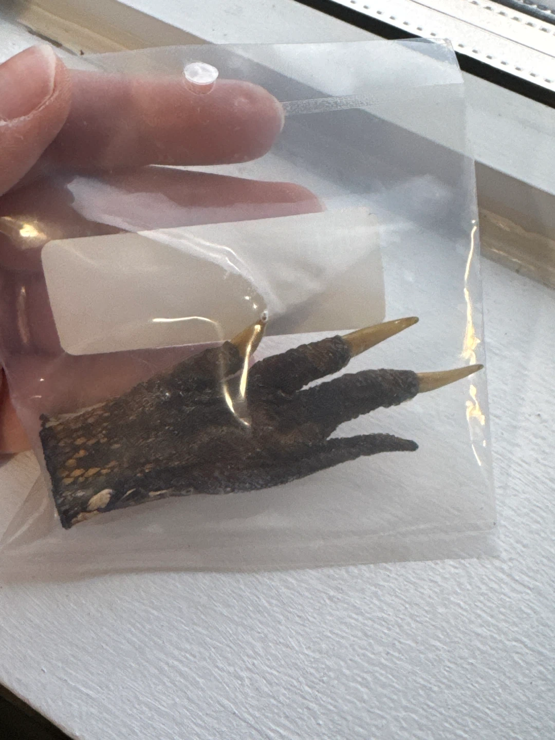 Alligator Foot Claw - photo 2