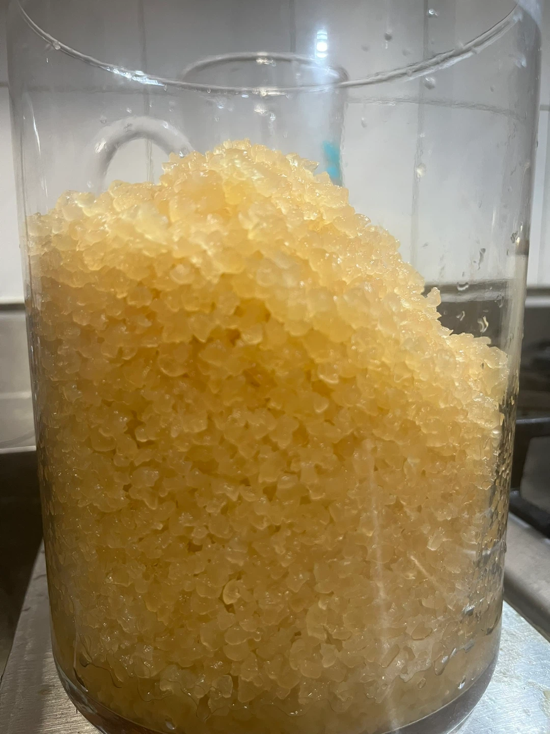Kefir Grains
