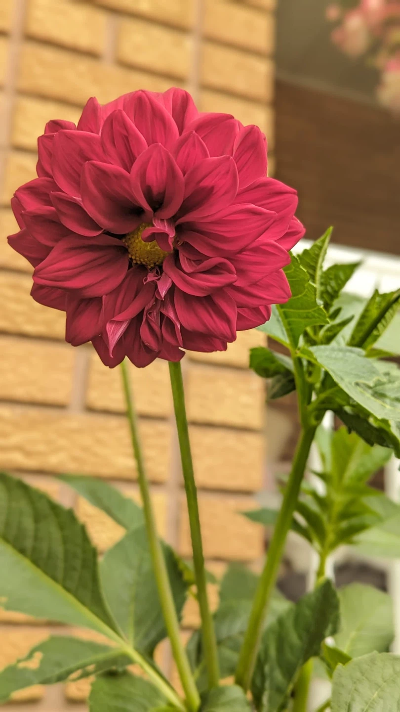 Dahlia Flower Bulbs