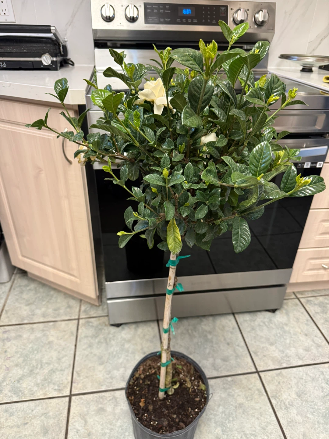 Gardenia Plant with White Flowers