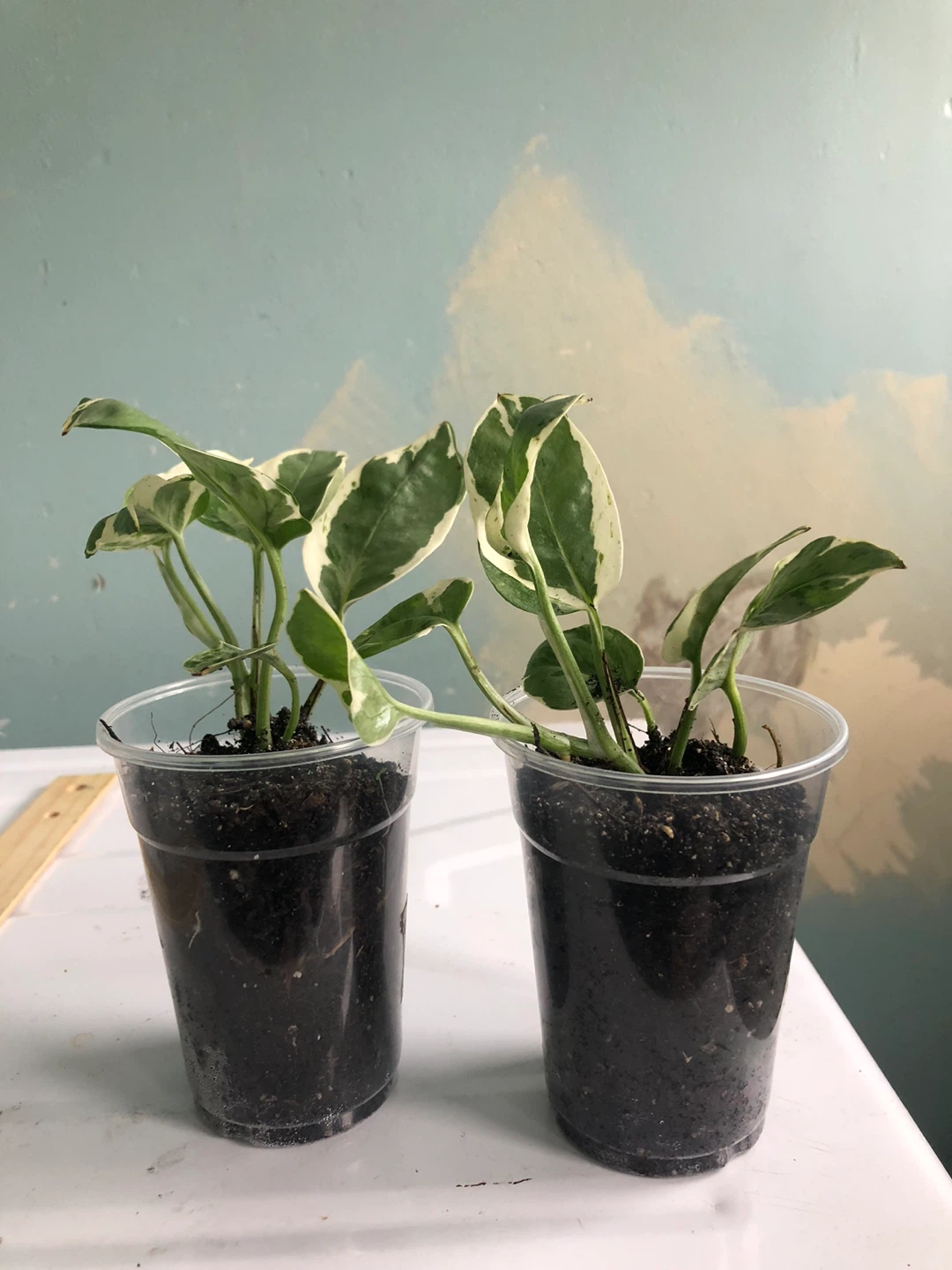 Two Pothos Plants in Cups