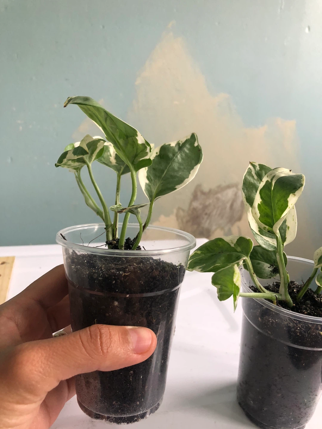 Two Pothos Plants in Cups - photo 3