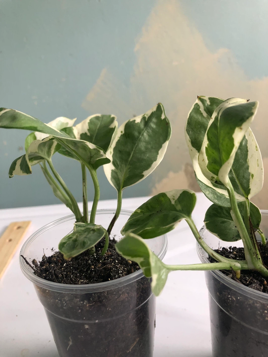 Two Pothos Plants in Cups - photo 2