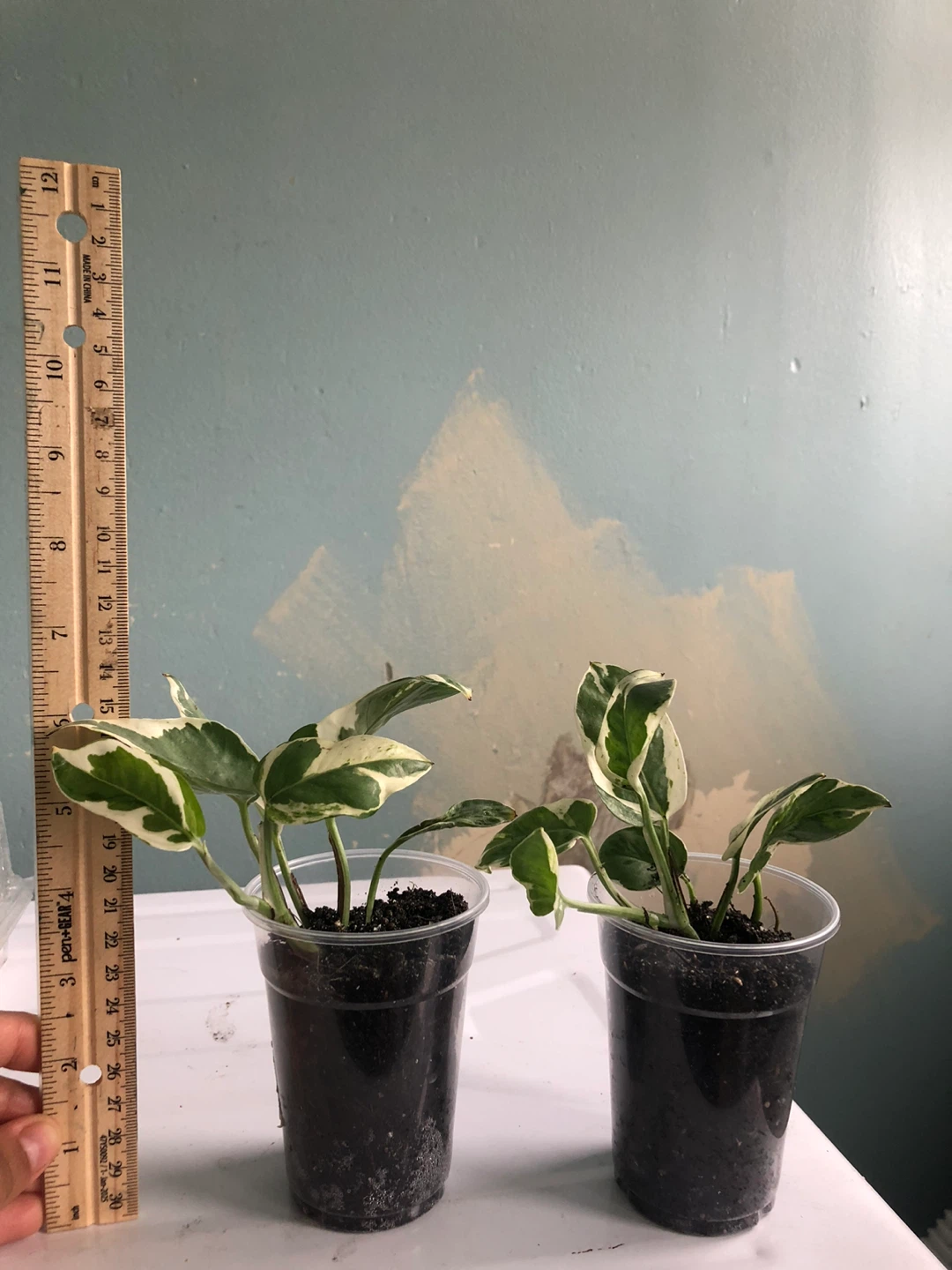 Two Pothos Plants in Cups - photo 4