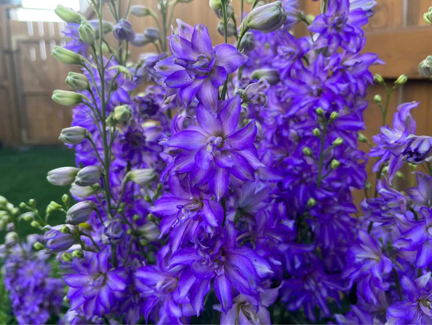 Assorted Perennial Flowers - photo 5