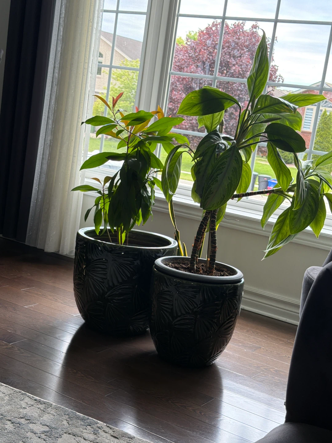 Two large potted plants in decorative planters