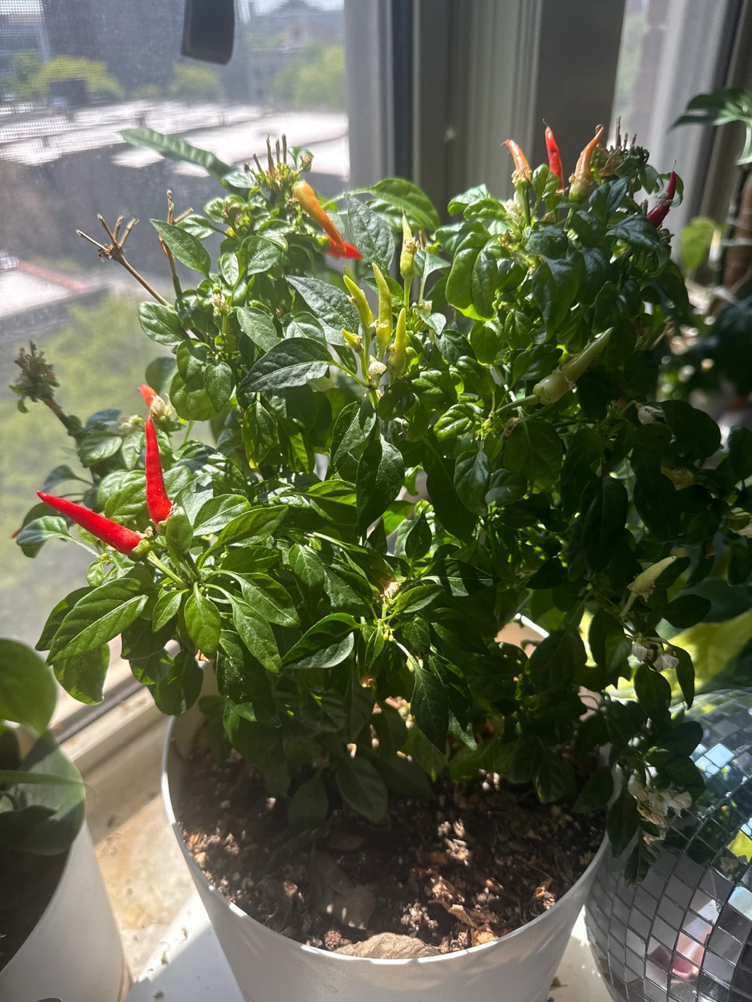 Tabasco Pepper Plant