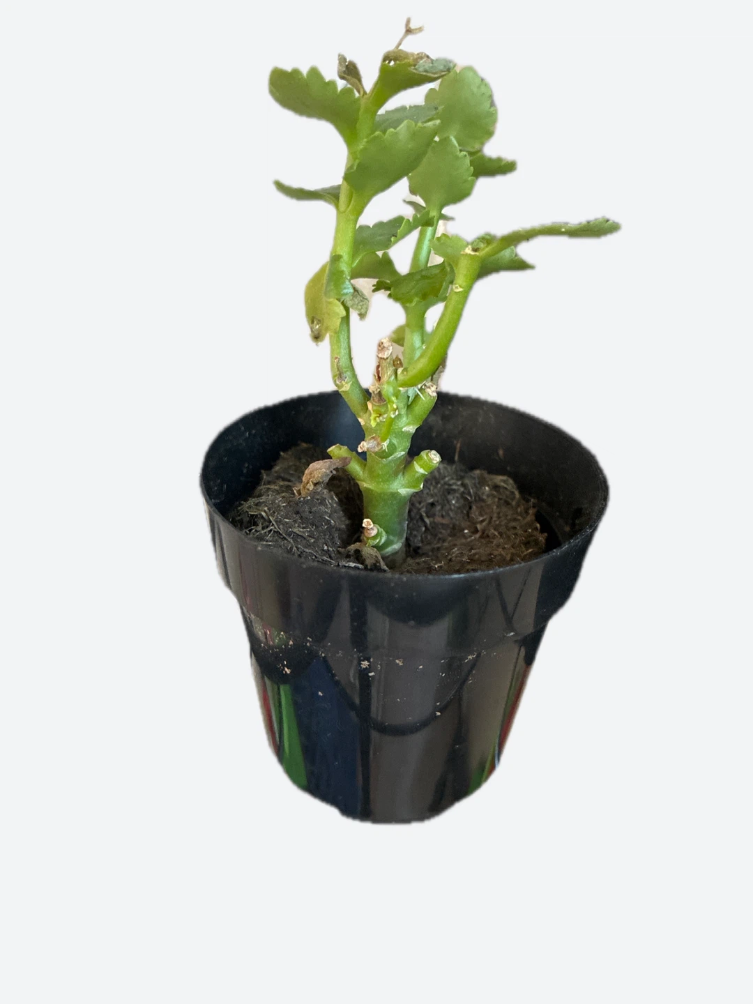 Small Potted Plant ~ 5 inches