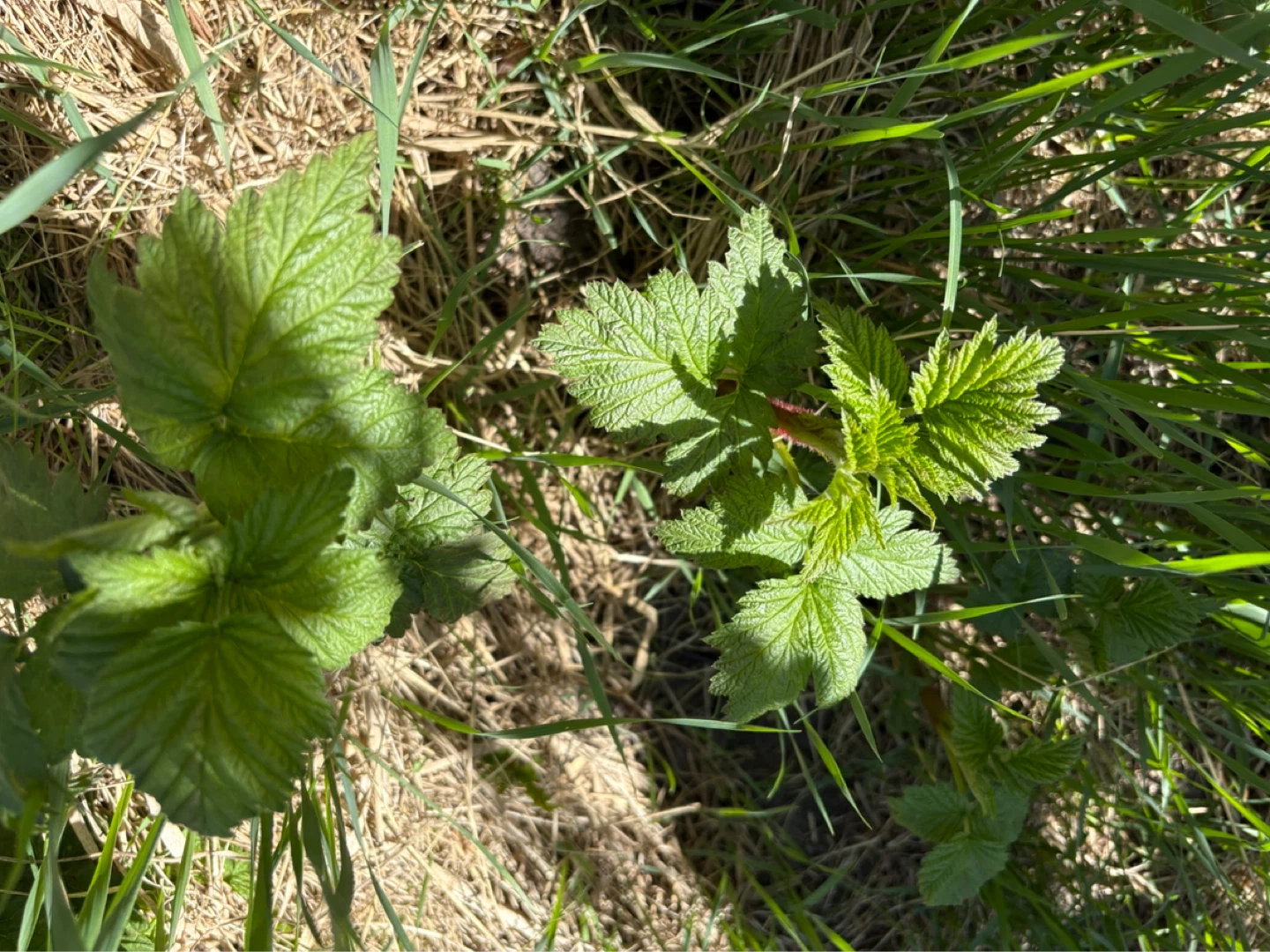 Raspberry Plant - photo 2