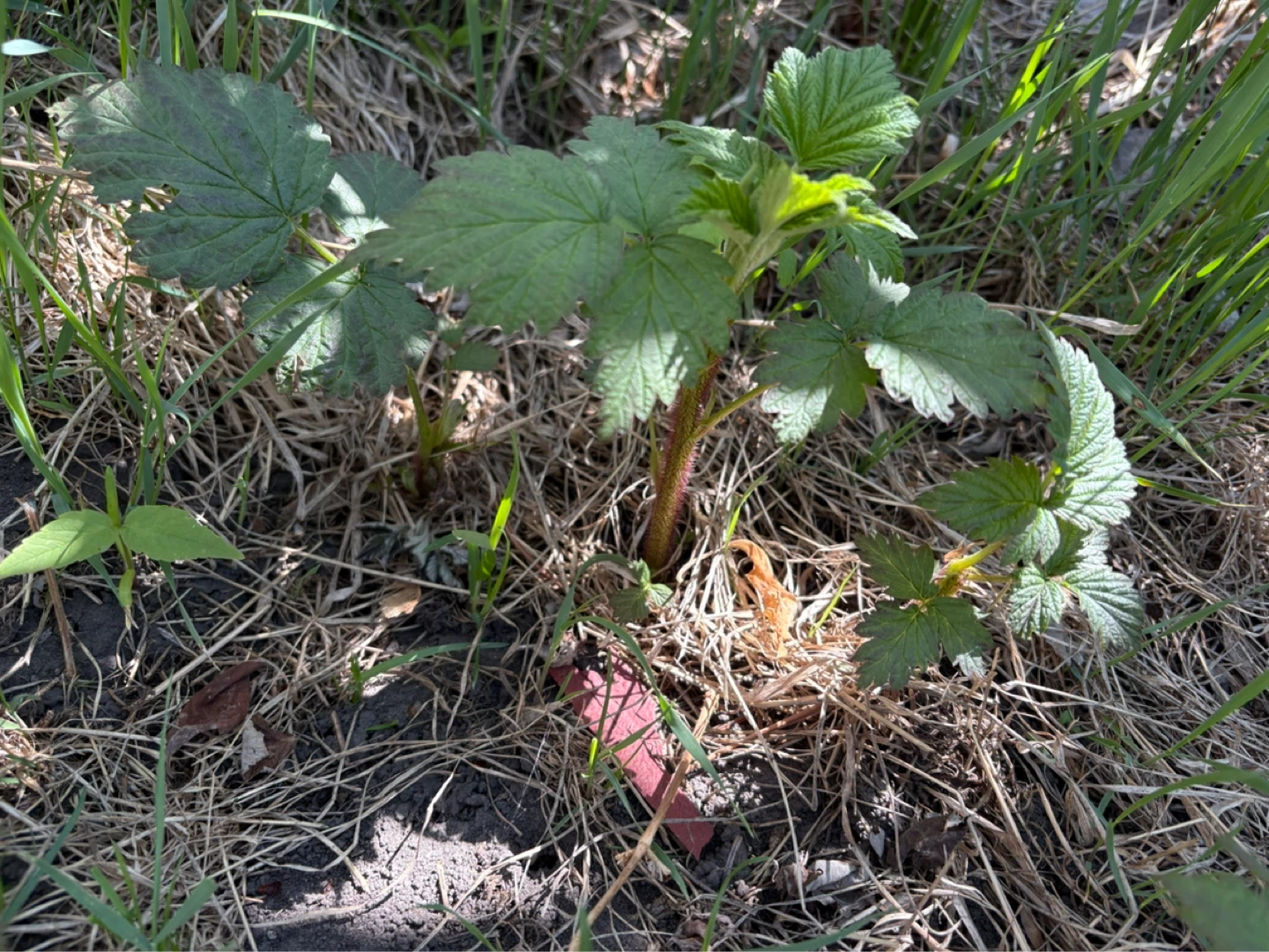 Raspberry Plant
