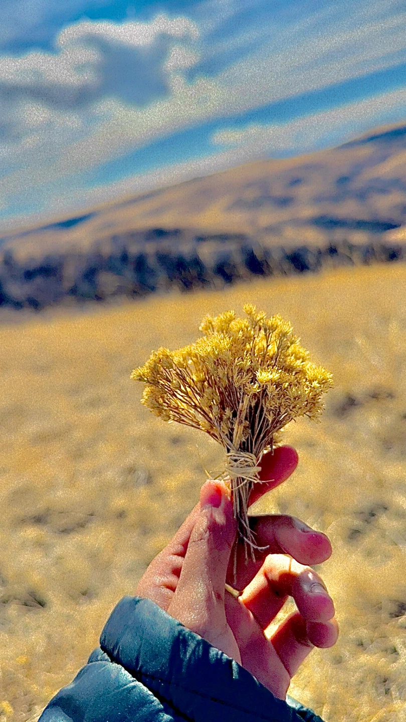 Dried Yellow Flower Bunch