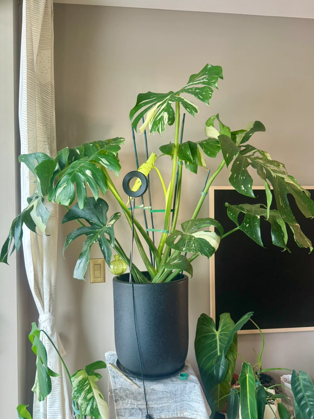 huge size Monstera Thai Constellation with planter - photo 3