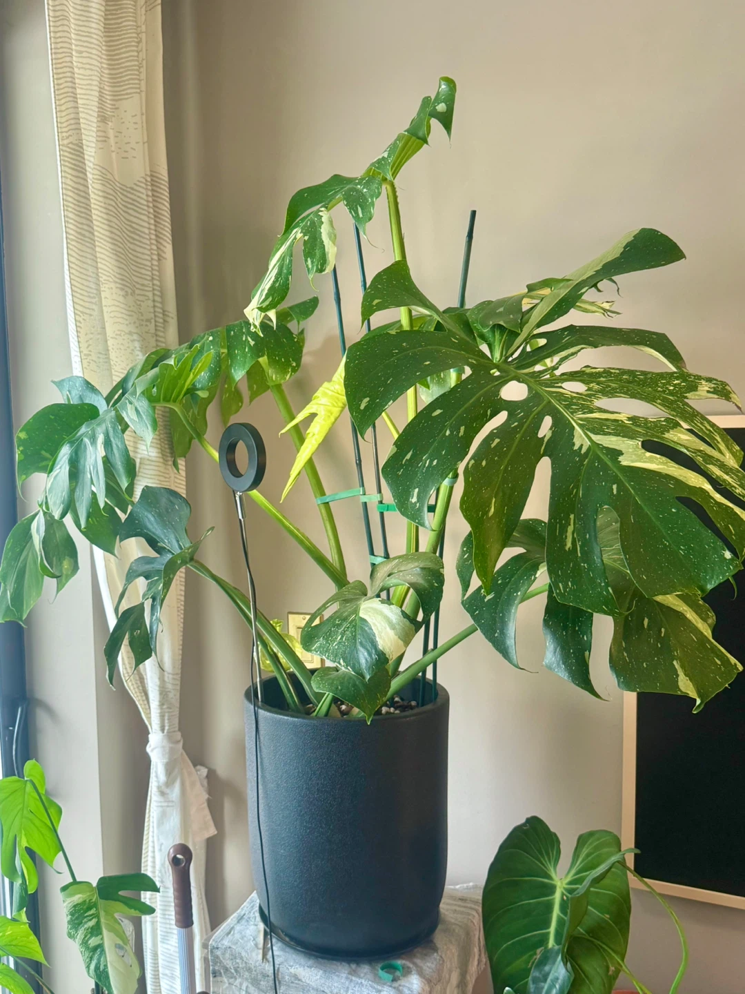 huge size Monstera Thai Constellation with planter - photo 4