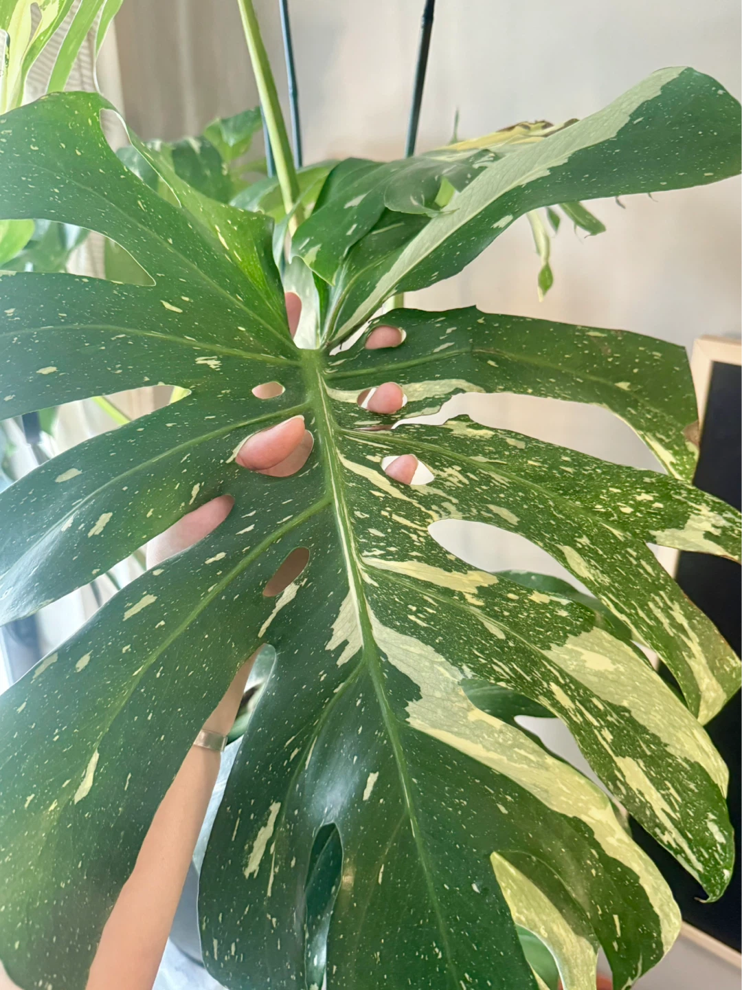 huge size Monstera Thai Constellation with planter - photo 5