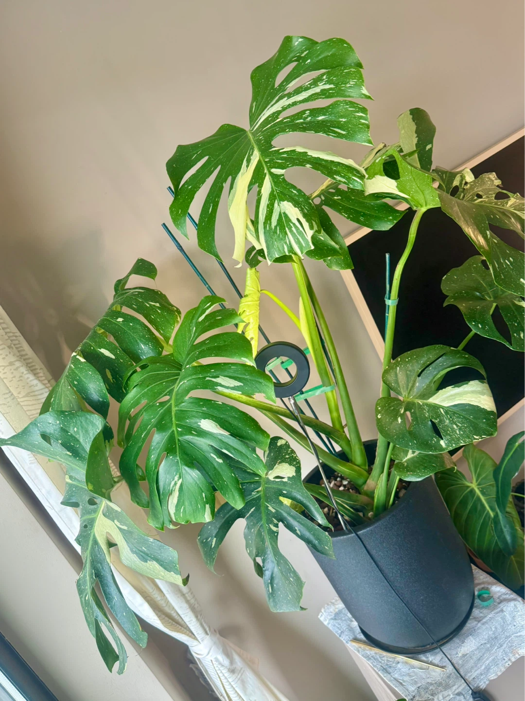 huge size Monstera Thai Constellation with planter - photo 2