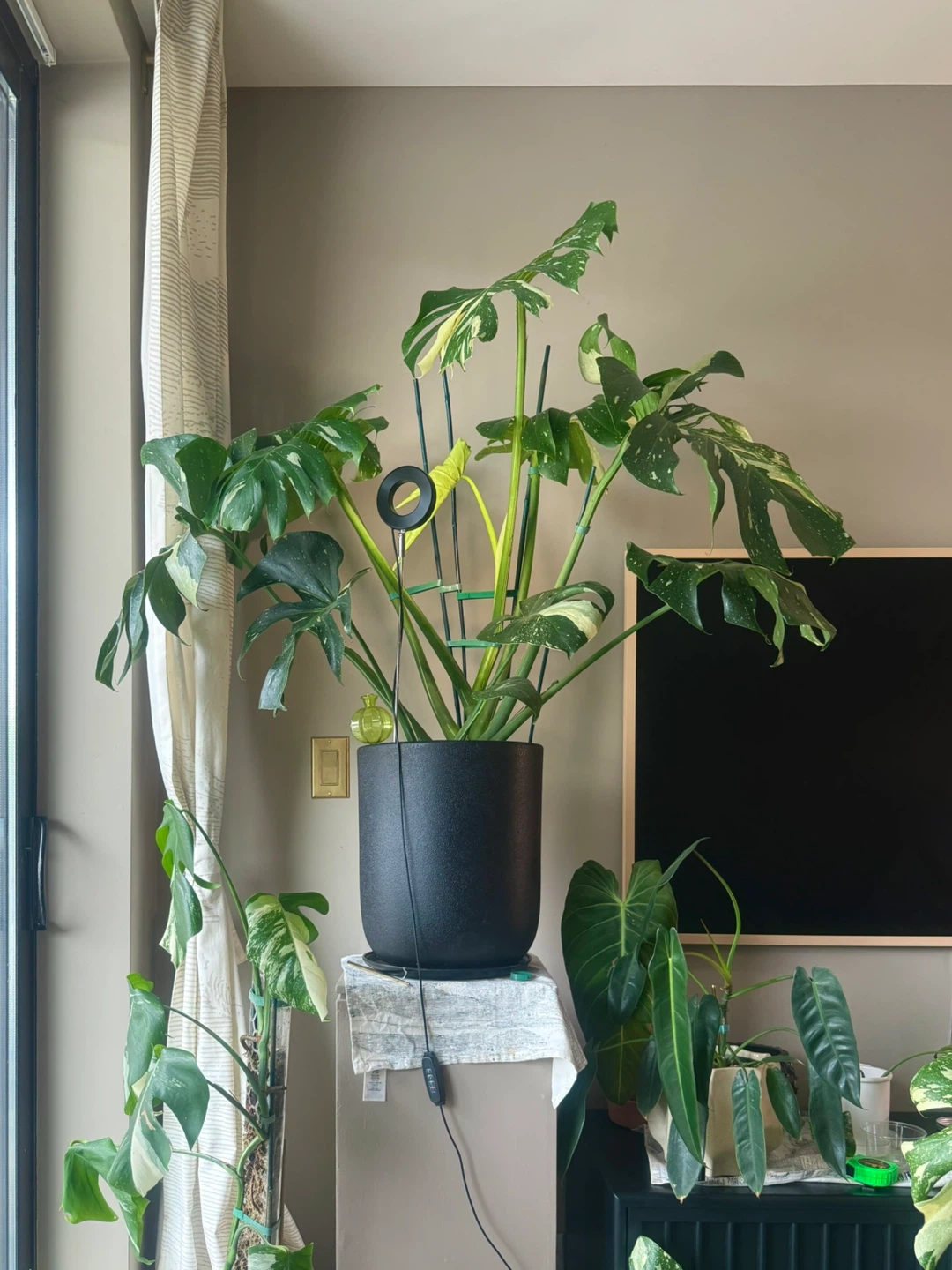 huge size Monstera Thai Constellation with planter