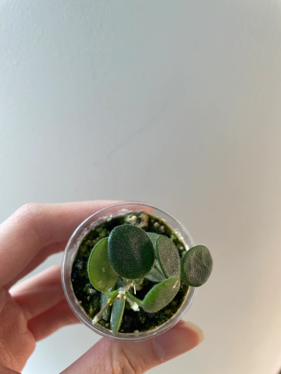Hoya Serpens - photo 2
