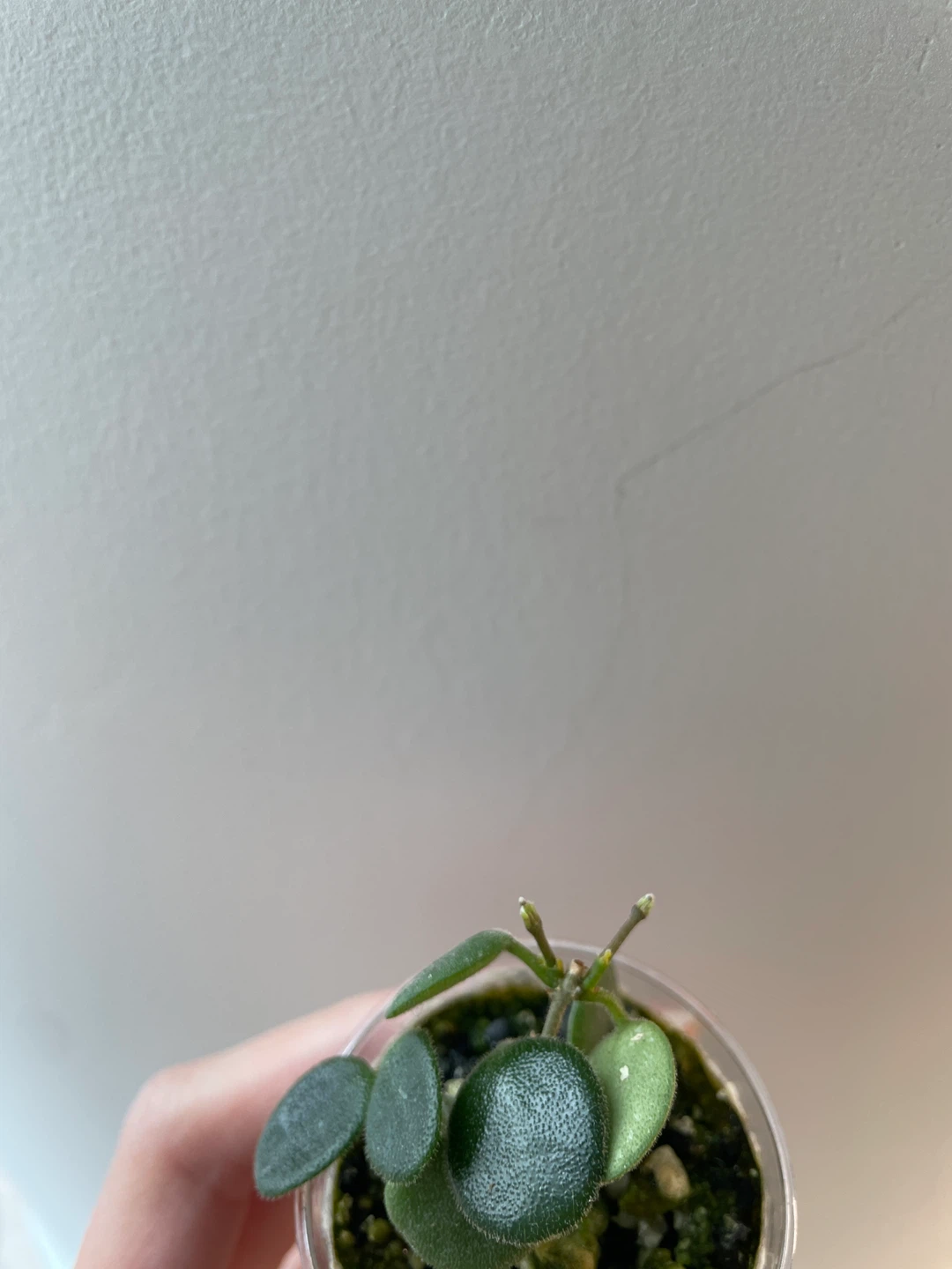 Hoya Serpens - photo 3