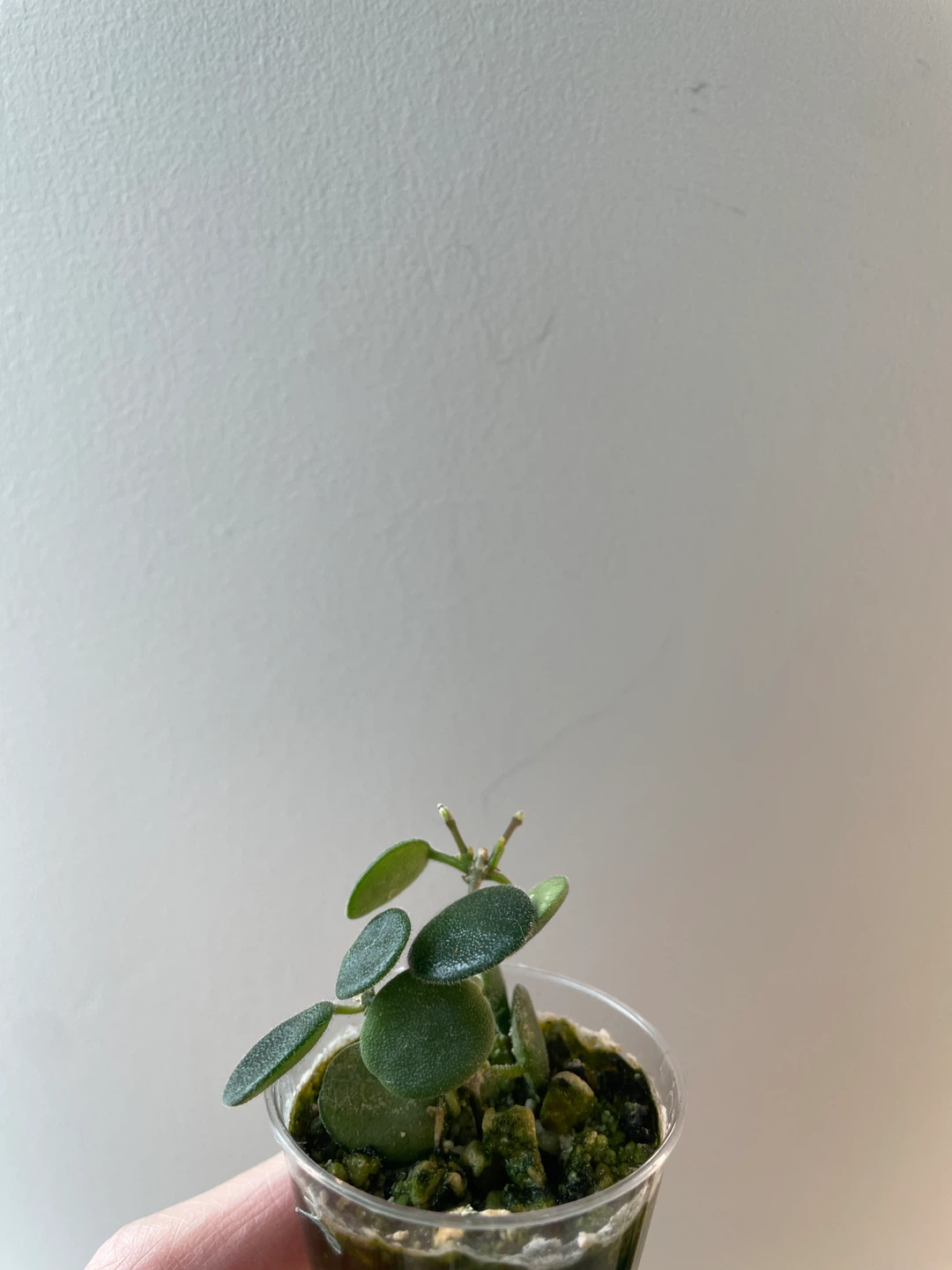 Hoya Serpens