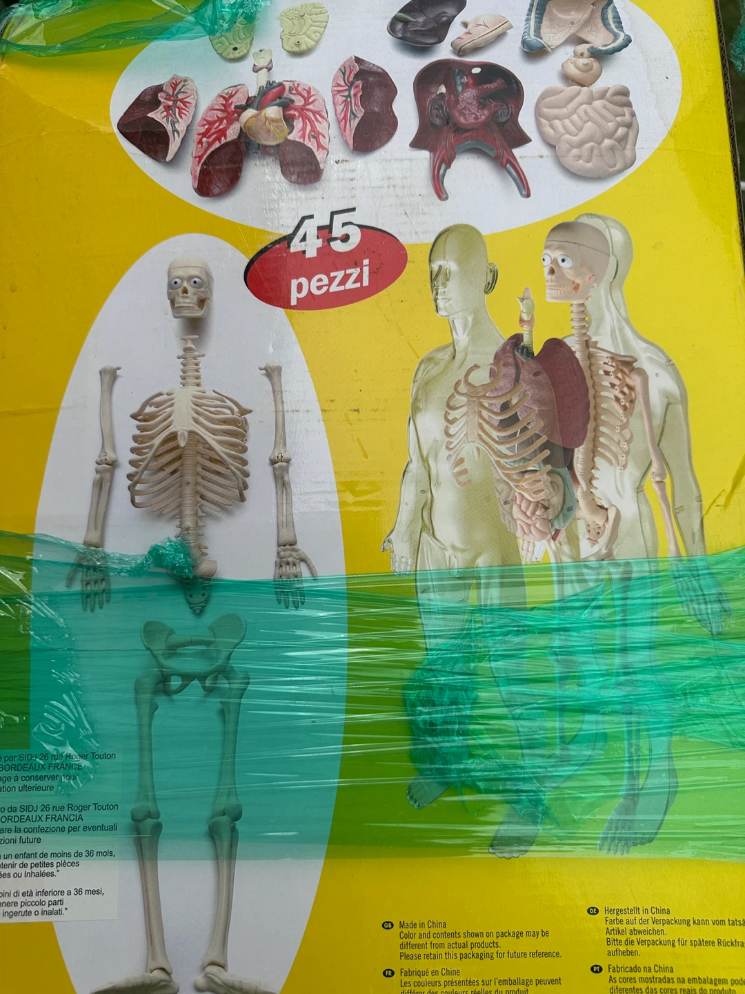 Edu-Toys 56cm Human Body Anatomy Model - photo 3