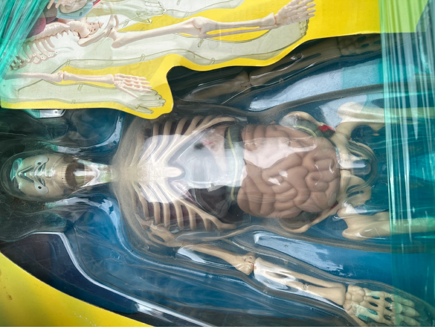Edu-Toys 56cm Human Body Anatomy Model - photo 2
