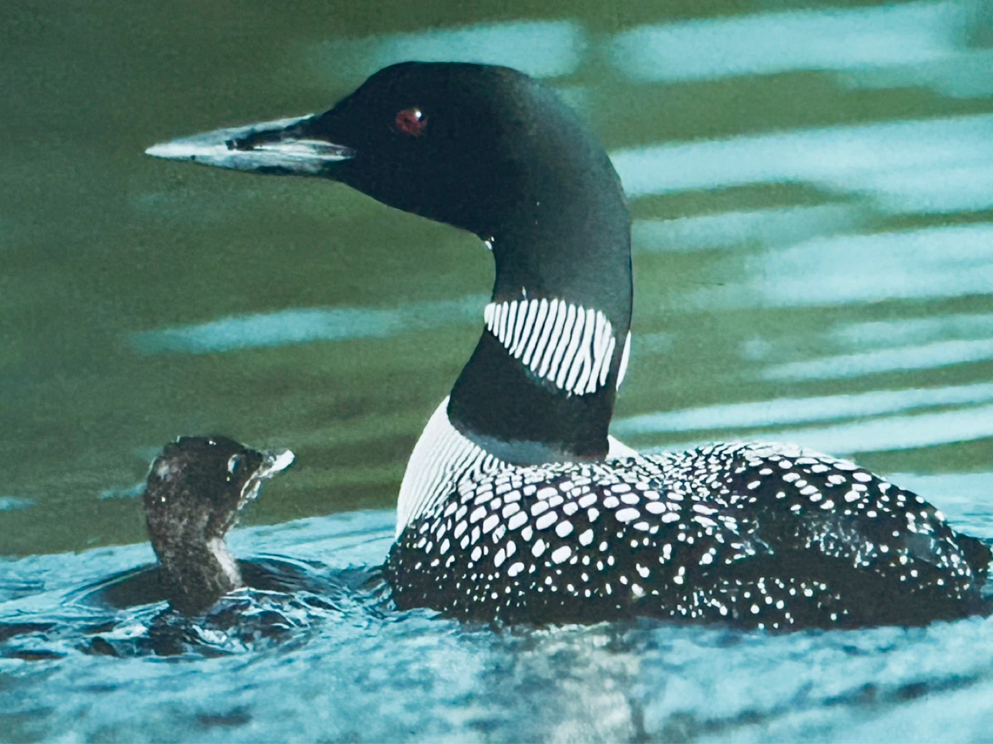 Robert Ward "Whirlpool" Loon Photograph