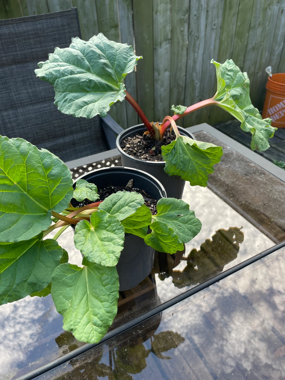 Two Rhubarb Plants in Pots - photo 2