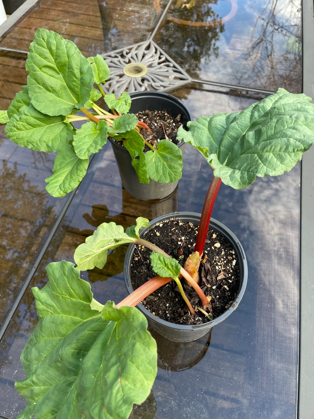 Two Rhubarb Plants in Pots