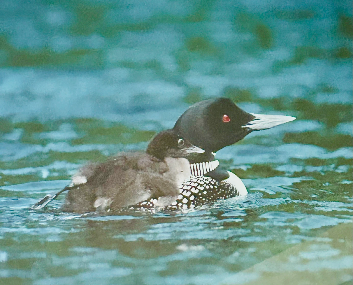 Robert Ward's "Loon and Baby" Photograph, 21/25