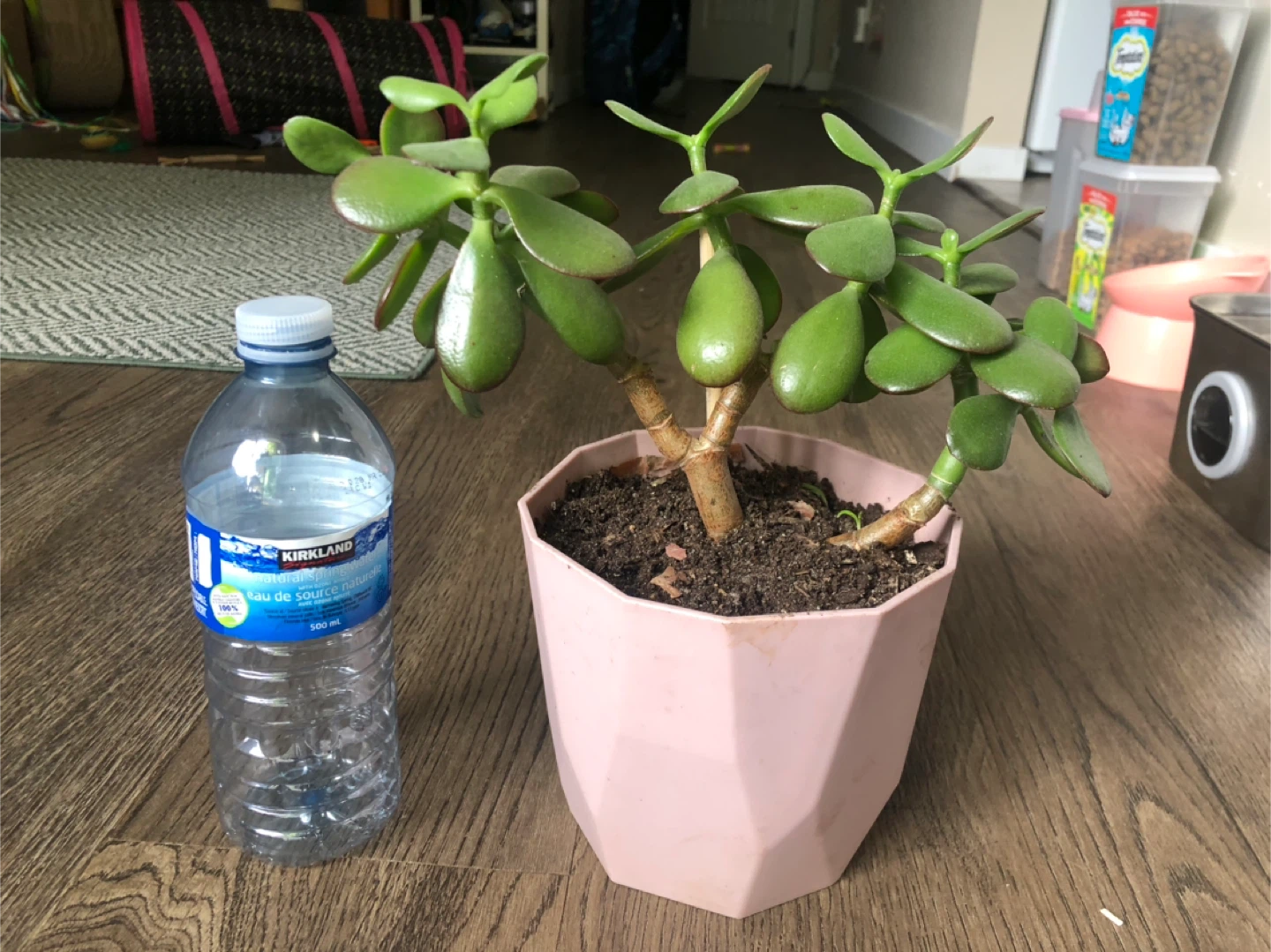 Jade Plant in Pink Pot