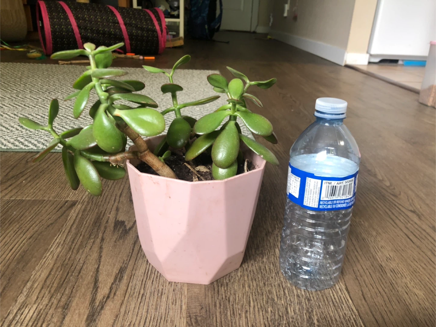 Jade Plant in Pink Pot - photo 3