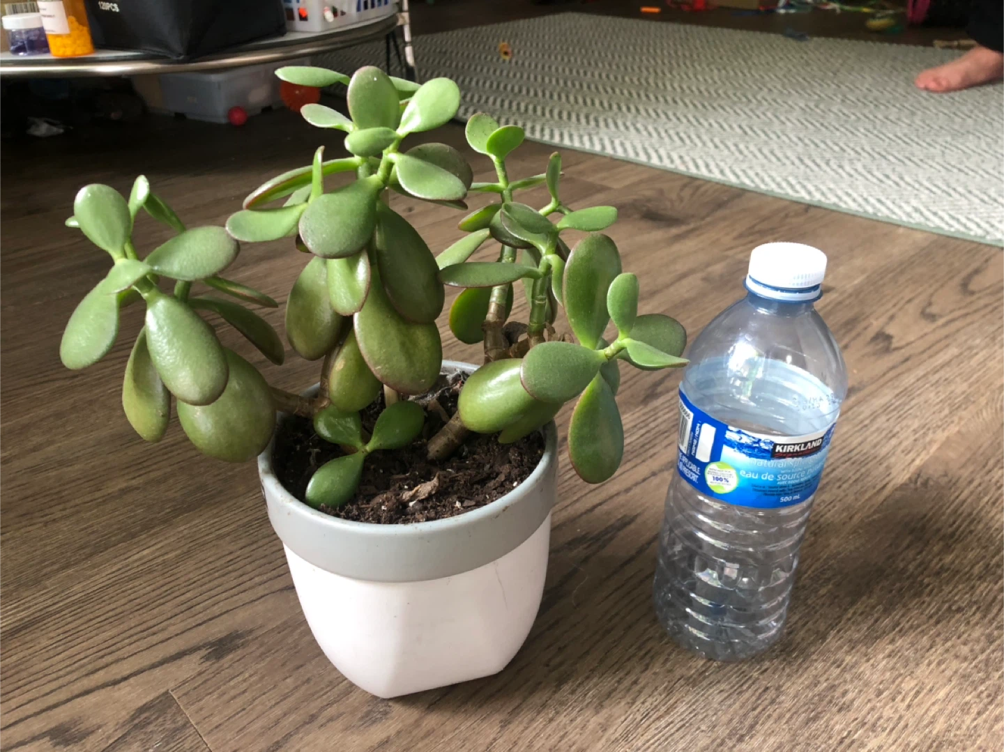 Jade Plant in Pink Pot - photo 2