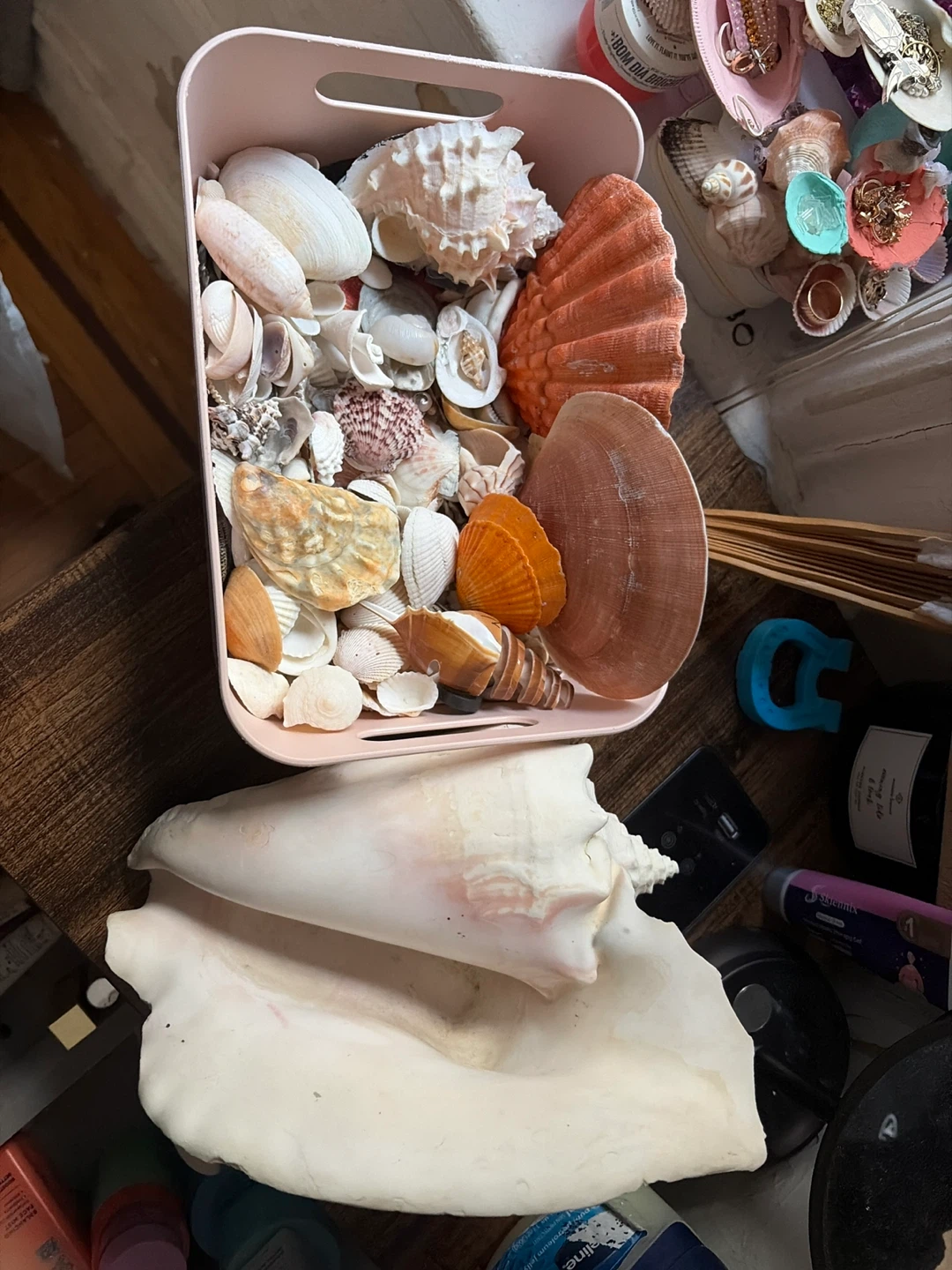 Sea shells
