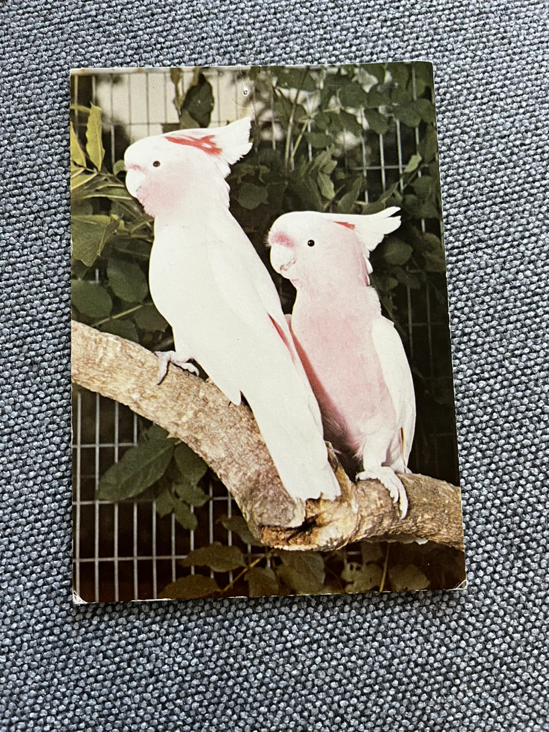Pink Cockatoos Photo Card