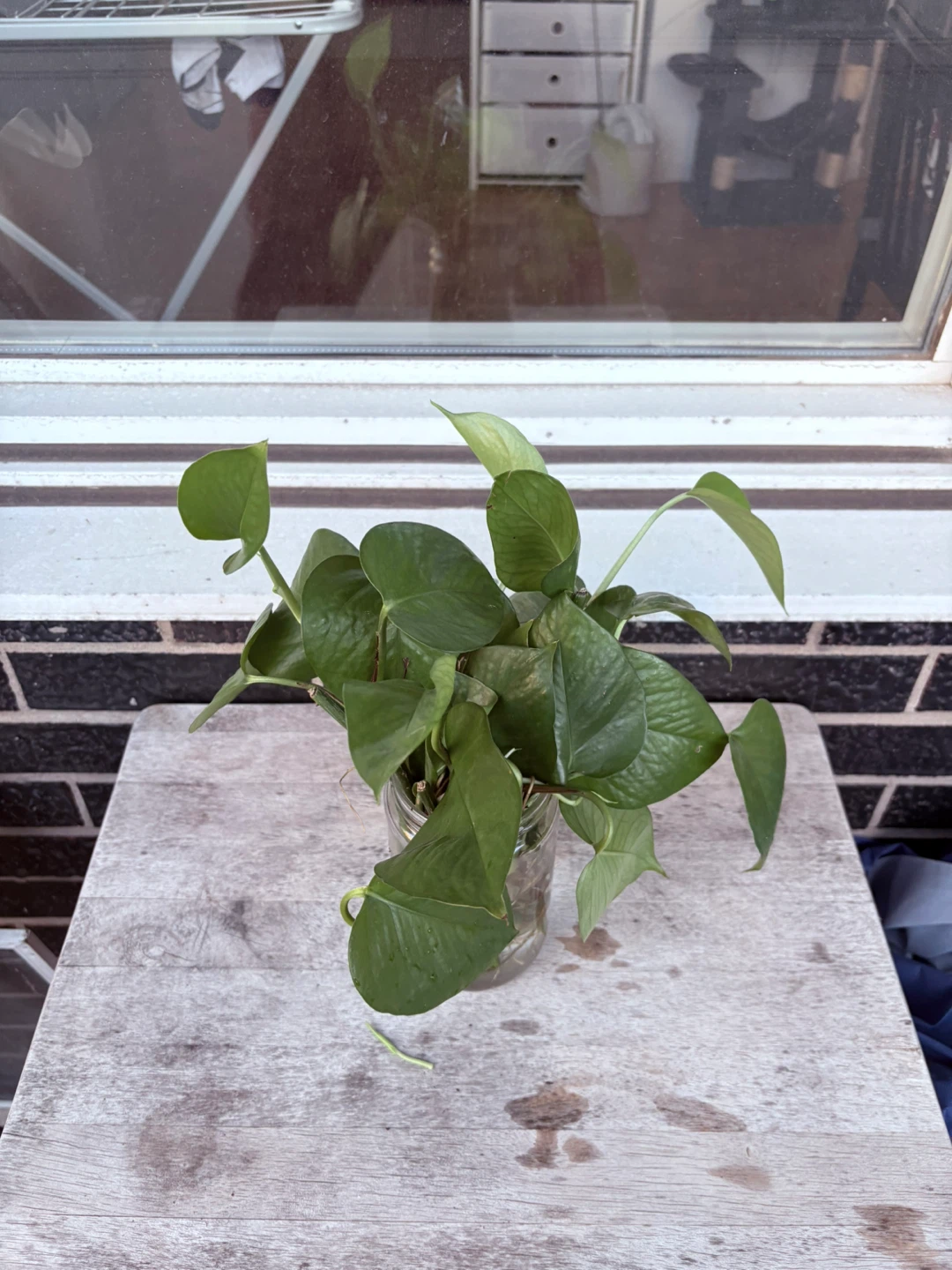 Pothos Plant Cuttings in Jar - photo 2