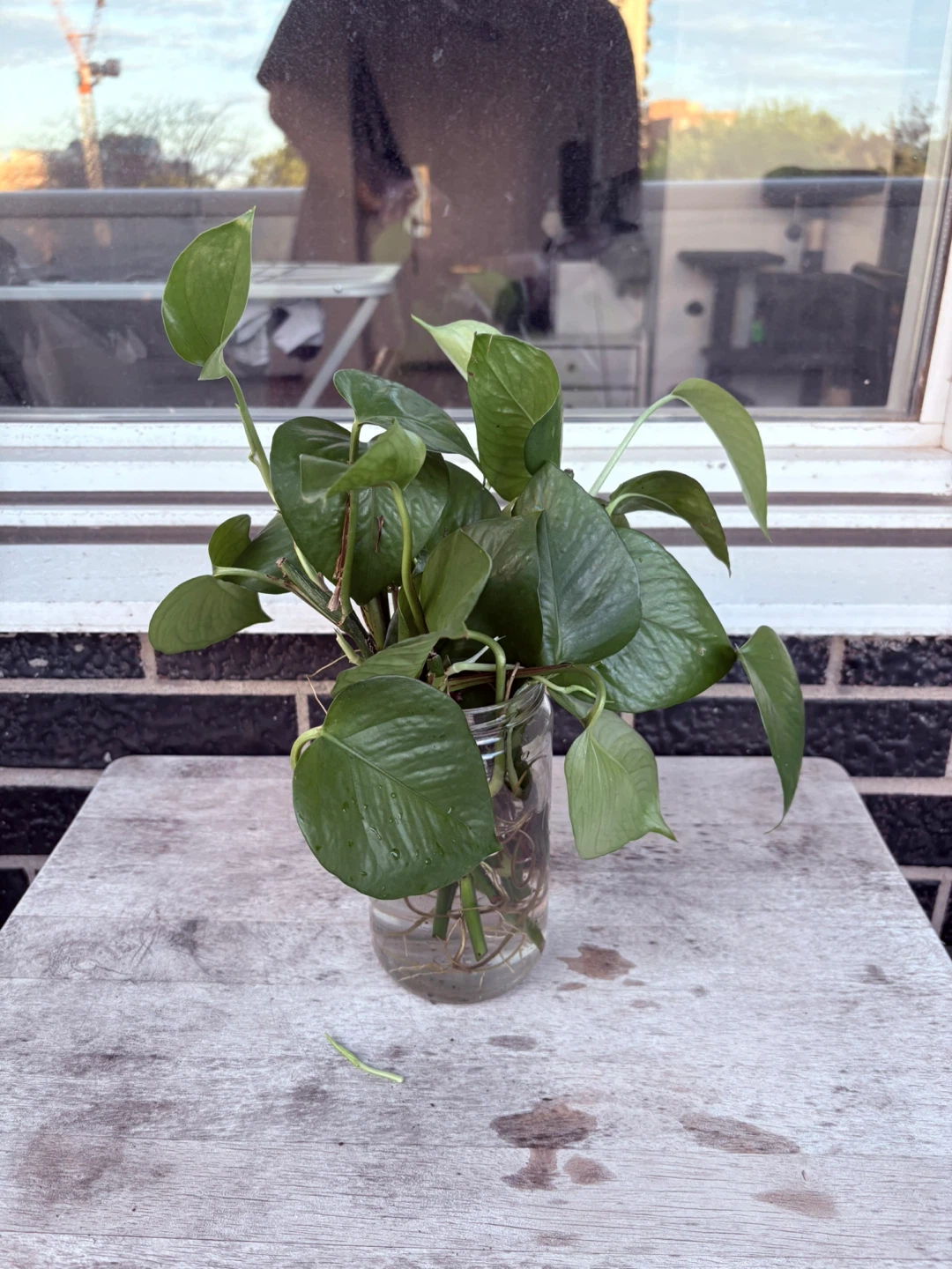 Pothos Plant Cuttings in Jar