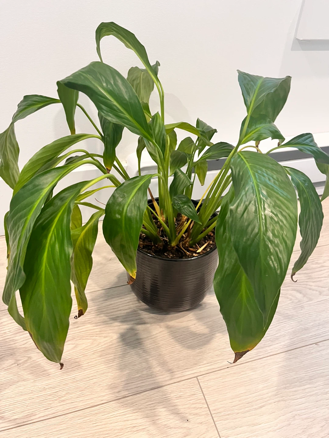 Houseplants in Black Pots - photo 2