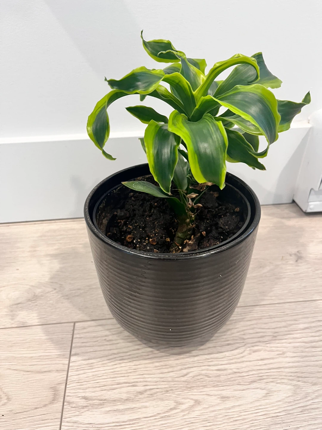 Houseplants in Black Pots - photo 5