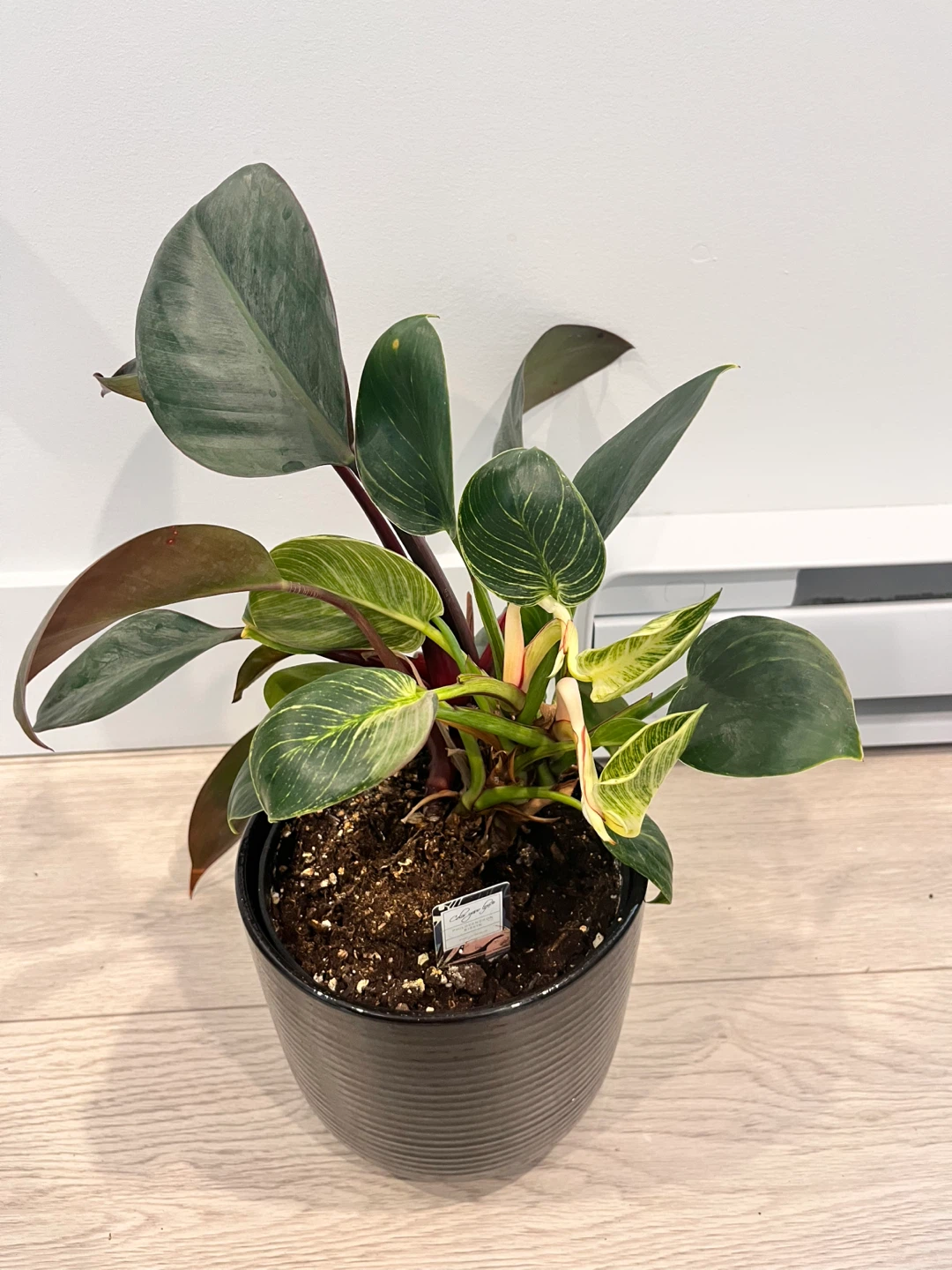 Houseplants in Black Pots