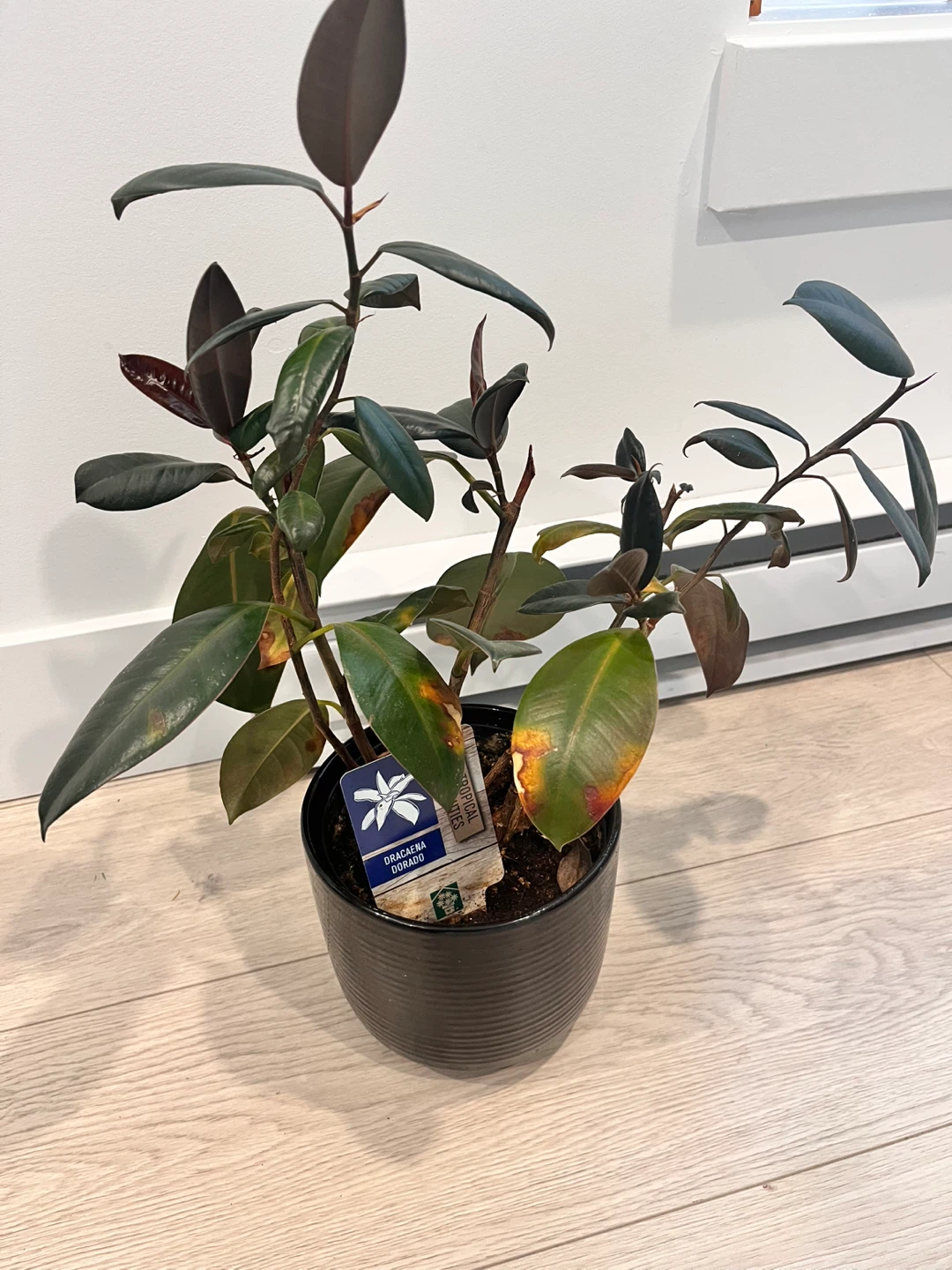 Houseplants in Black Pots - photo 3