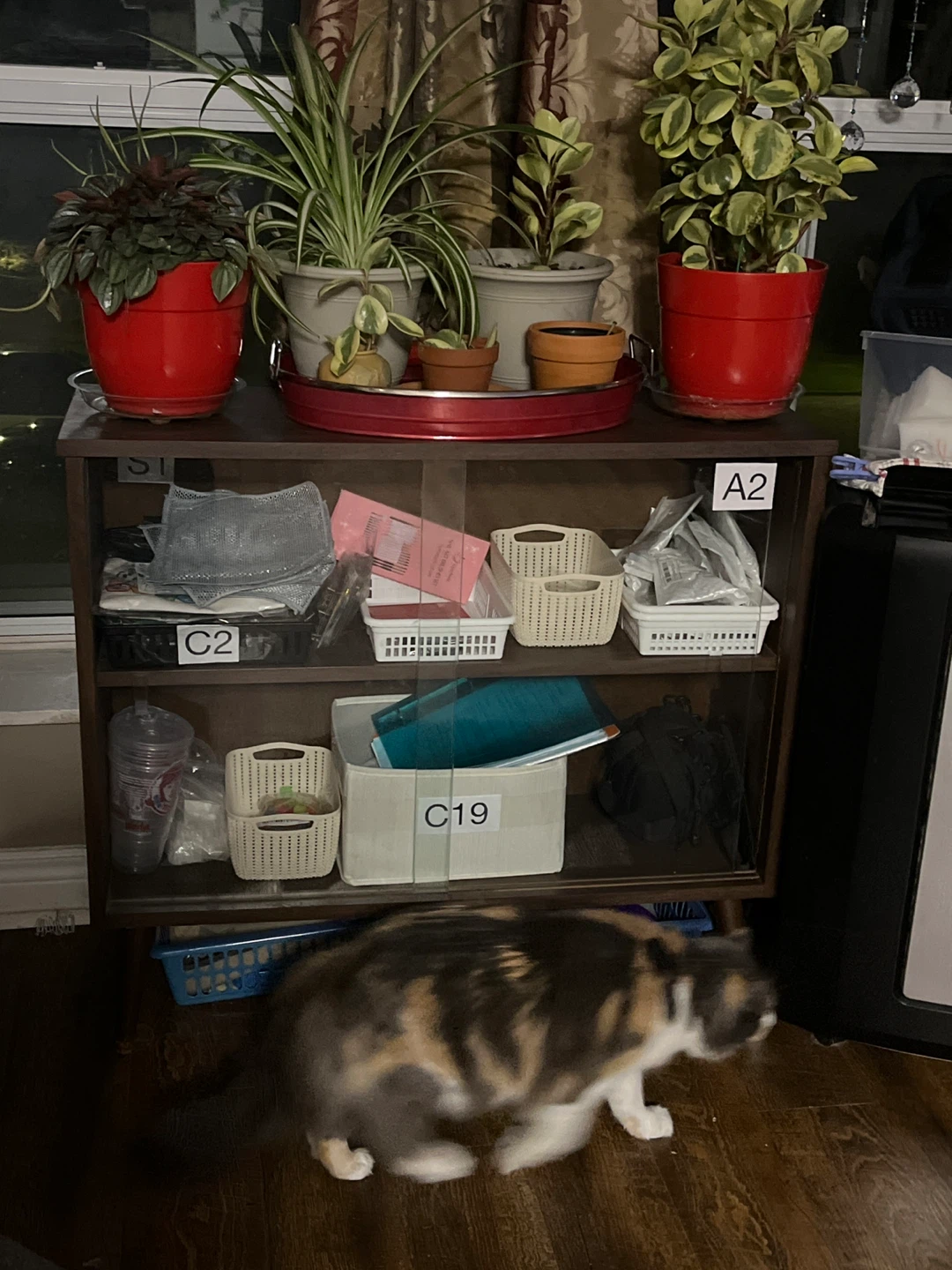 Wooden display cabinet