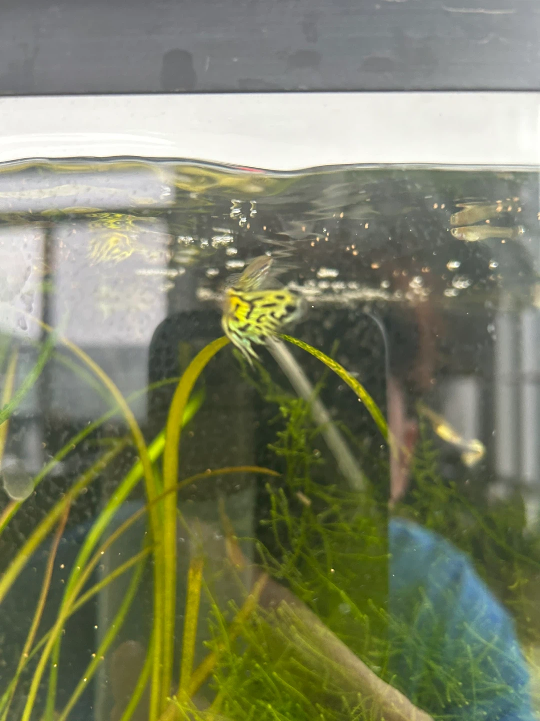 Yellow and Black Guppy Fish - photo 2