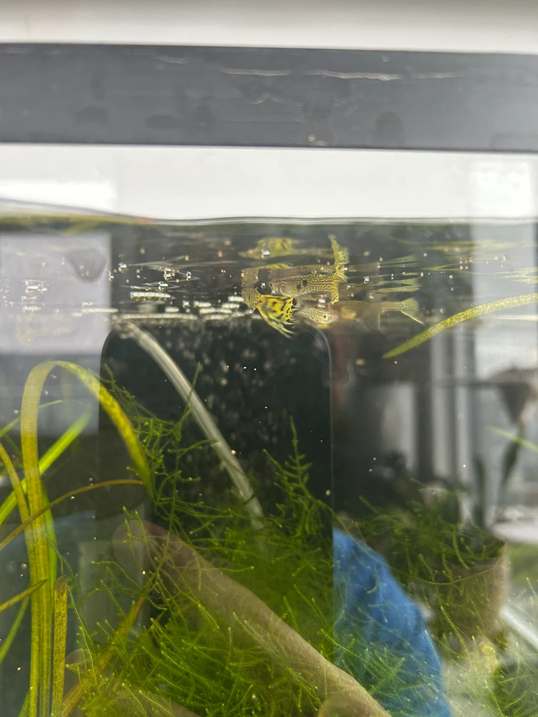 Yellow and Black Guppy Fish