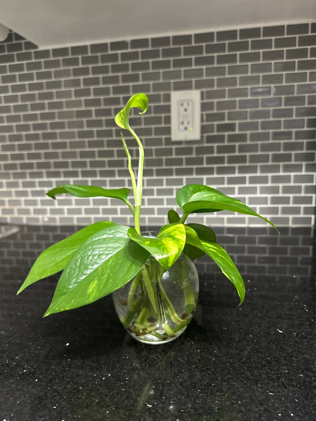 Pothos Plant Cutting in Glass Jar