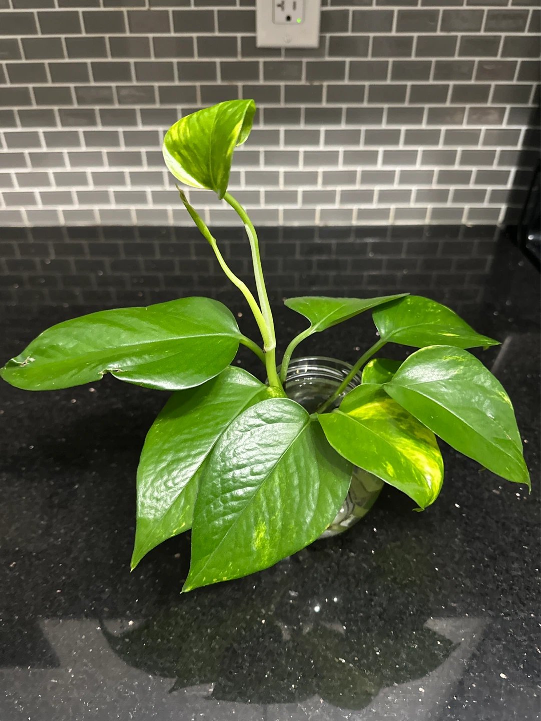 Pothos Plant Cutting in Glass Jar - photo 4